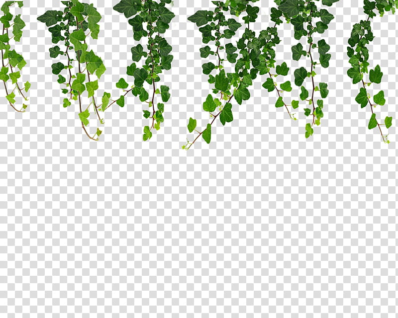 Family Tree Drawing, Vine, Green, Leaf, Text, Plant, Flora, Branch transparent background PNG clipart