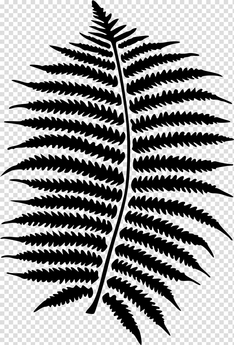 Cartoon Nature, Fern, Leaf, Plants, Poster, Ecology, Evolution, Gift transparent background PNG clipart