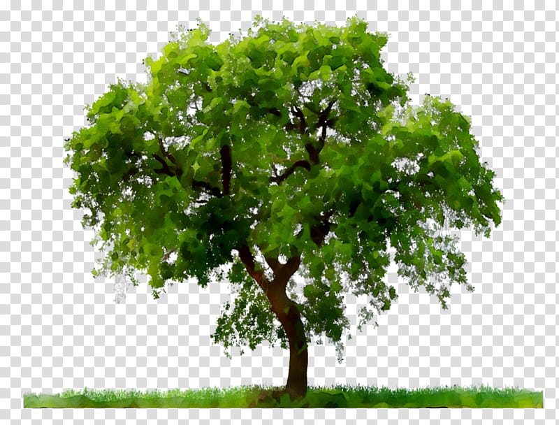 Oak Tree Leaf, Southern Live Oak, Acorn, Landscape Architecture, Branch, Plant, Green, Woody Plant transparent background PNG clipart