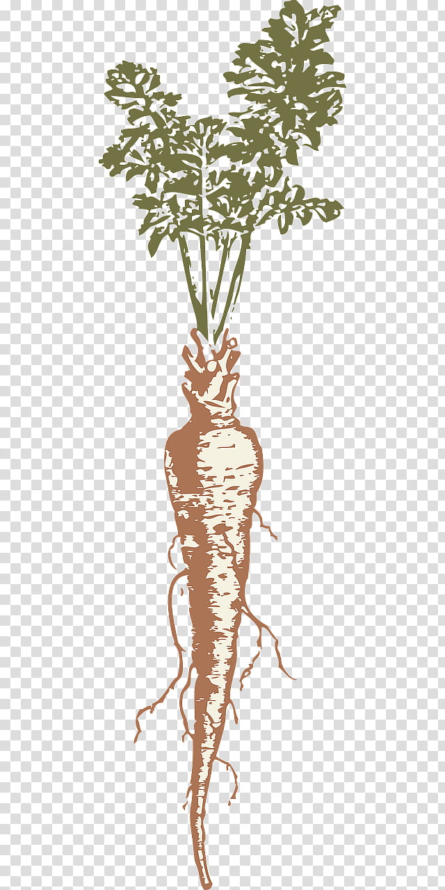 Drawing Of Family, Parsnip, Carrot, Vegetable, Food, Radish, Root, Root Vegetables transparent background PNG clipart