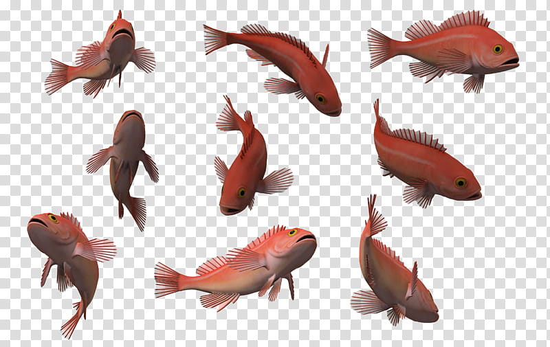 Fish Set , red fish illustration transparent background PNG clipart