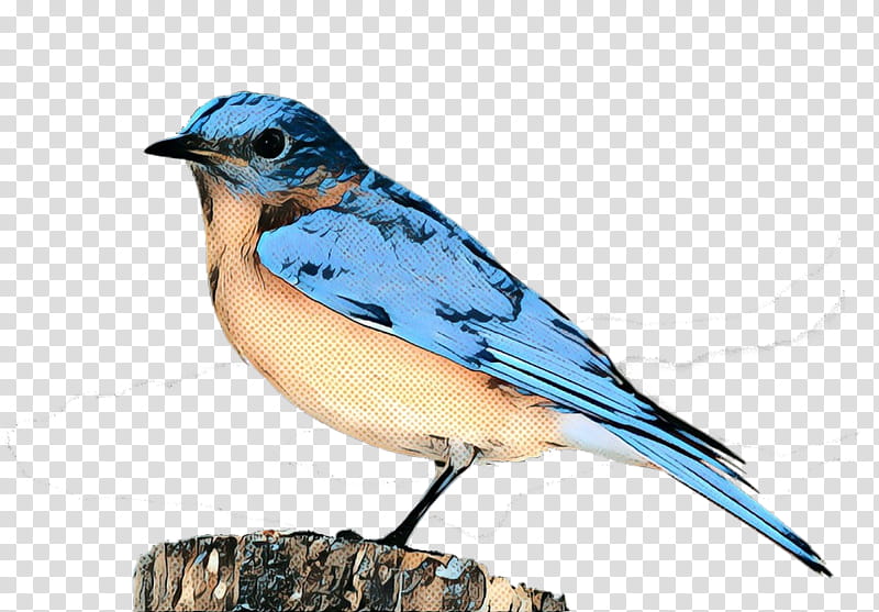 Swallow Bird, Blue Jay, Finches, Beak, Bluebirds, Feather, Bluebird Systems Inc, Eastern Bluebird transparent background PNG clipart