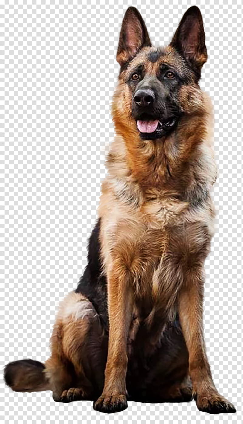 Police, Old German Shepherd Dog, King Shepherd, Tervuren, Kunming Wolfdog, Shiloh Shepherd Dog, Puppy, Guard Dog transparent background PNG clipart