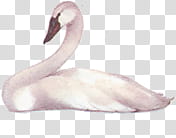 white duck transparent background PNG clipart