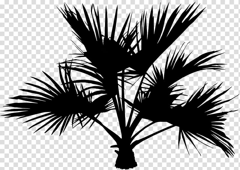 Palm Tree Silhouette, Asian Palmyra Palm, Date Palm, Palm Trees, Sky, Branching, Borassus, Arecales transparent background PNG clipart