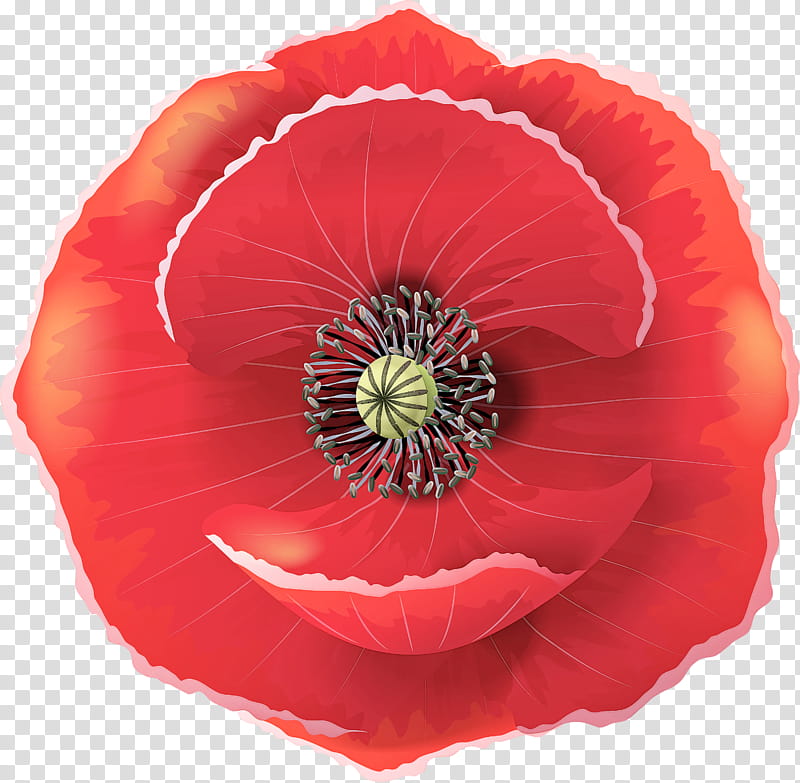 flower red petal oriental poppy plant, Poppy Family, Corn Poppy, Coquelicot, Wildflower transparent background PNG clipart
