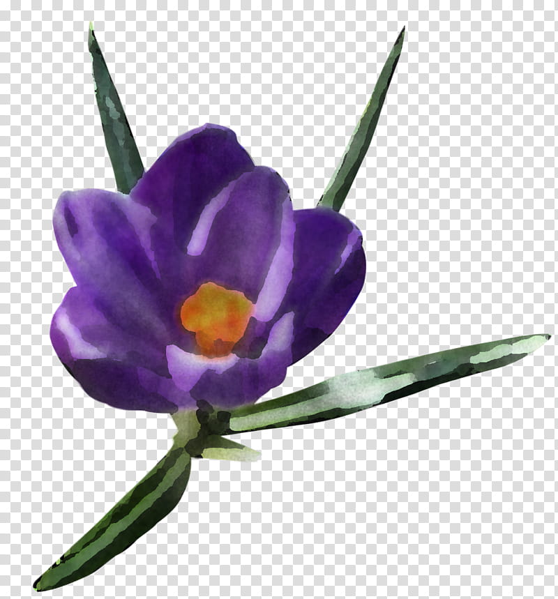 flower violet purple plant spring crocus, Petal, Iris Family, Saffron Crocus transparent background PNG clipart