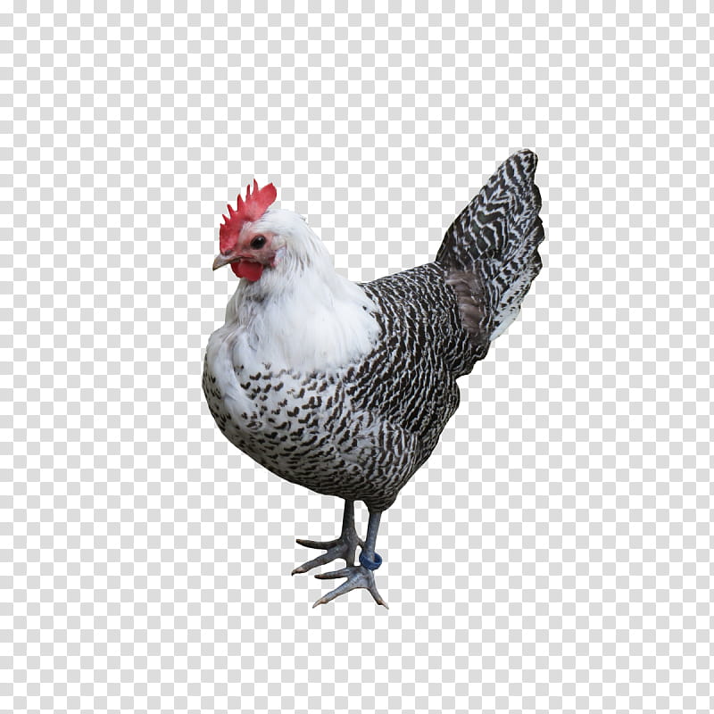 Chicken, Silkie, Leghorn Chicken, Broiler, Asil Chicken, Chicken As Food, White Hen Pantry, Rooster transparent background PNG clipart