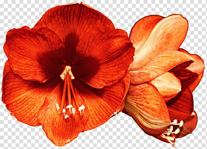 Orange Amarillo Lily transparent background PNG clipart