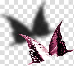 Butterfly  Free Reign Inspiration and Design, pink and white butterfly transparent background PNG clipart