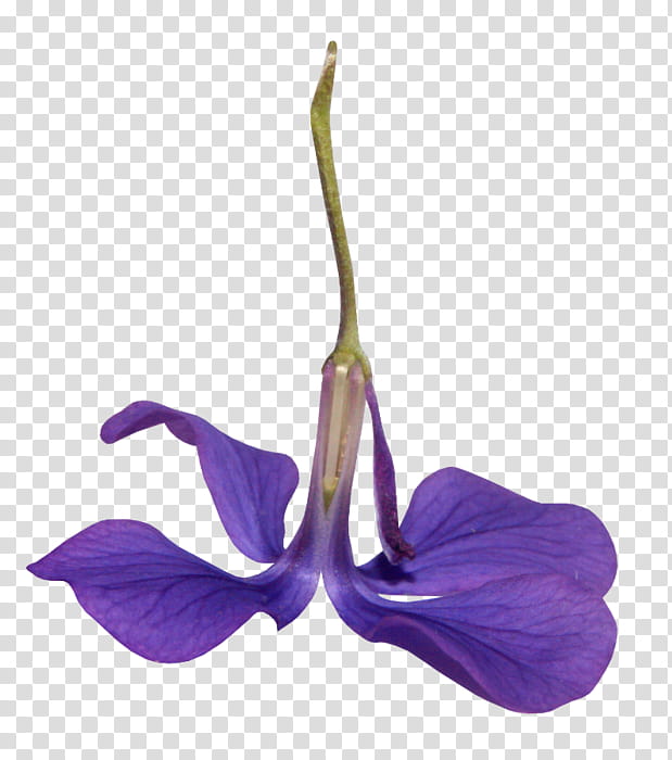 Blue Iris Flower, Purple, Encapsulated PostScript, Violet, , Designer, Moth Orchids, Plant transparent background PNG clipart