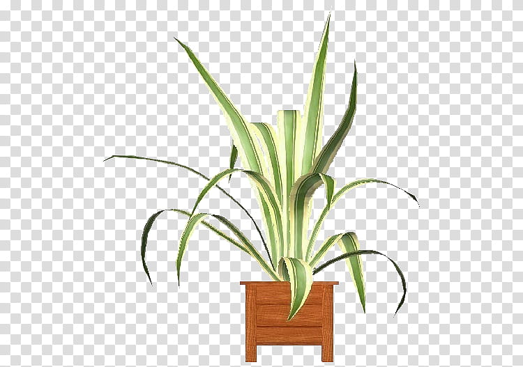 flowerpot houseplant plant flower grass, Leaf, Grass Family, Yucca, Terrestrial Plant transparent background PNG clipart