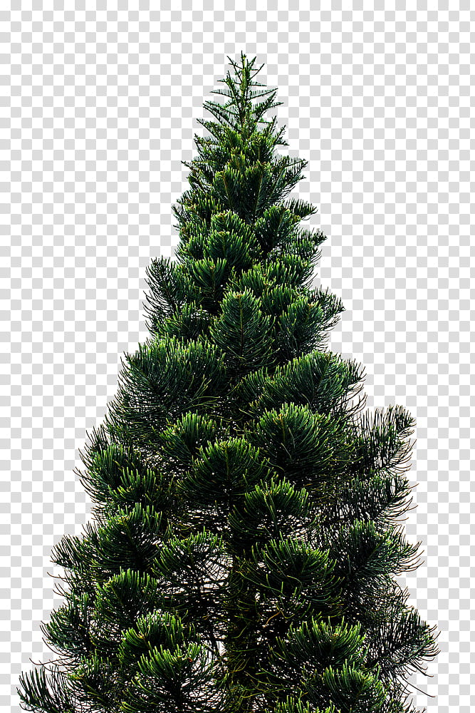 Christmas Resource , green Christmas tree transparent background PNG clipart