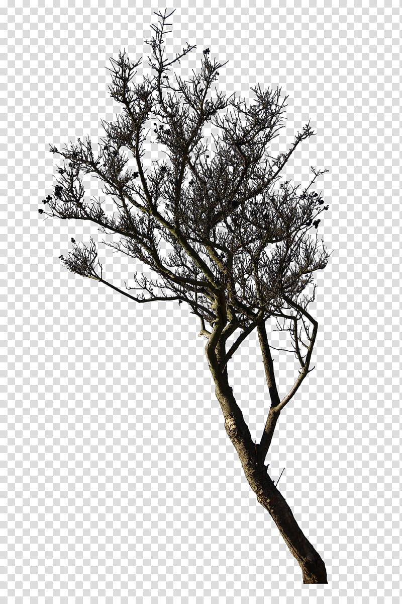 IMG  Baum scal transparent background PNG clipart