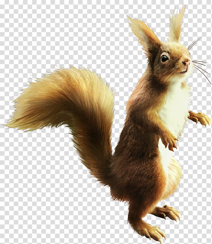 squirrel eurasian red squirrel tail transparent background PNG clipart