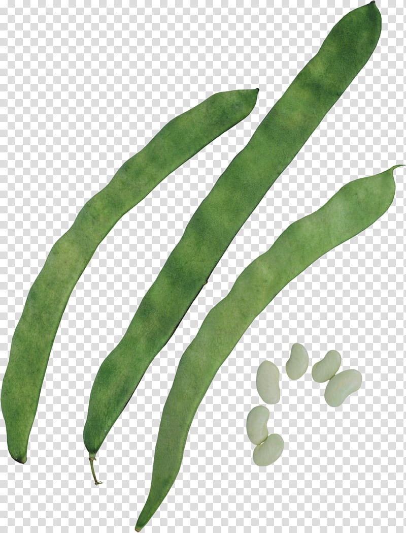 Green Grass, Green Bean, Lima Bean, Green Pea, Silique, Legume, Cranberry Bean, Vegetable transparent background PNG clipart