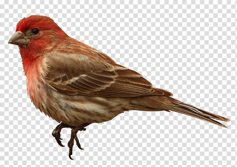 House Finch  free, brown and red finch bird transparent background PNG clipart