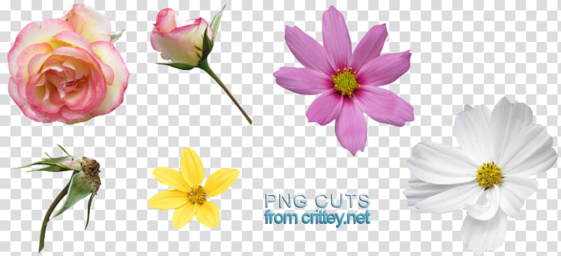 Flower s, pink and white roses and cosmos flowers transparent background PNG clipart