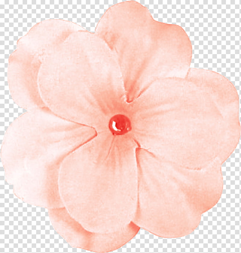 pink petal flower peach plant, Impatiens, Anthurium, Perennial Plant transparent background PNG clipart