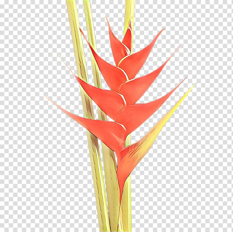 Flowers, Lobsterclaws, Cut Flowers, Plant Stem, Plants, Heliconia, Bird Of Paradise, Stick Candy transparent background PNG clipart