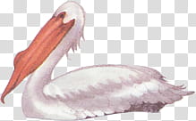 bird illustratio transparent background PNG clipart