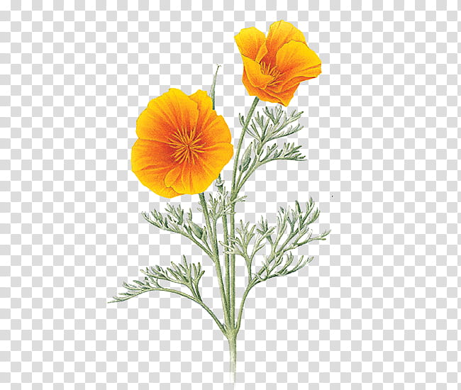 , orange California poppies illustration transparent background PNG clipart