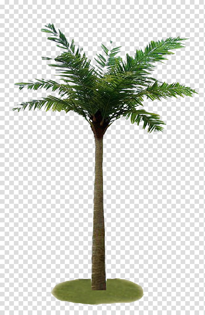 Date Tree Leaf, Coconut, Palm Trees, Plants, MINI, Plants In Pots, Bonsai, Houseplant transparent background PNG clipart