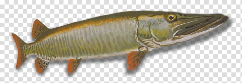 Fishing, Northern Pike, Muskellunge, International Game Fish Association, Walleye, Angling, Rayfinned Fishes, Crappies transparent background PNG clipart