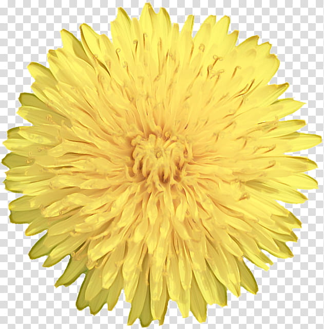 Flowers, Transvaal Daisy, Yellow, White, Common Daisy, Dandelion, Petal, Floral Design transparent background PNG clipart