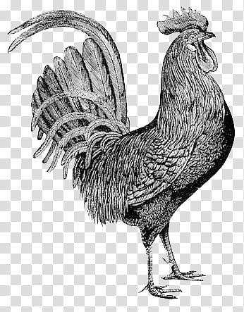 mochizuki  animals, rooster illustration transparent background PNG clipart
