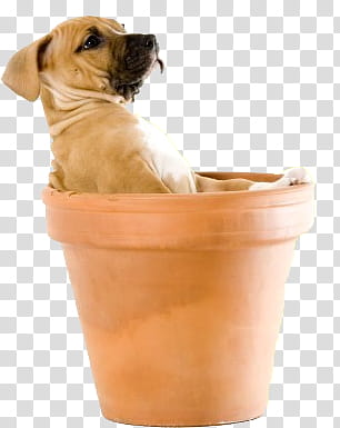 Dog, brown American pit bull terrier puppy in pot transparent background PNG clipart