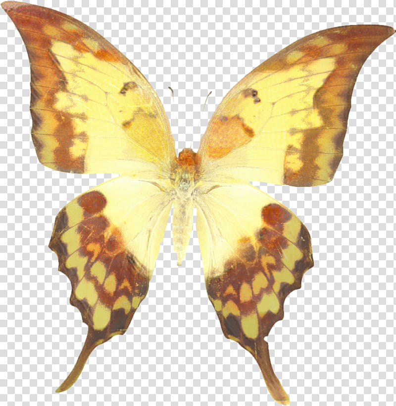 Larva, Monarch Butterfly, Dabasa Amphis, Pieridae, Gossamerwinged Butterflies, Silkworm, Dabasa Arribas, Borboleta transparent background PNG clipart