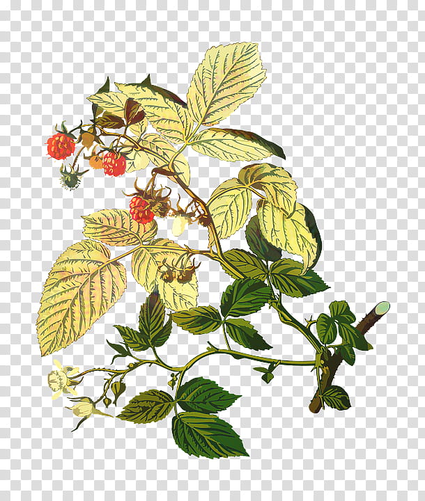 Rose Illustration, Raspberry, Red Raspberry, Red Raspberry Leaf, Plants, Blackberry, Brambles, Black Raspberry transparent background PNG clipart