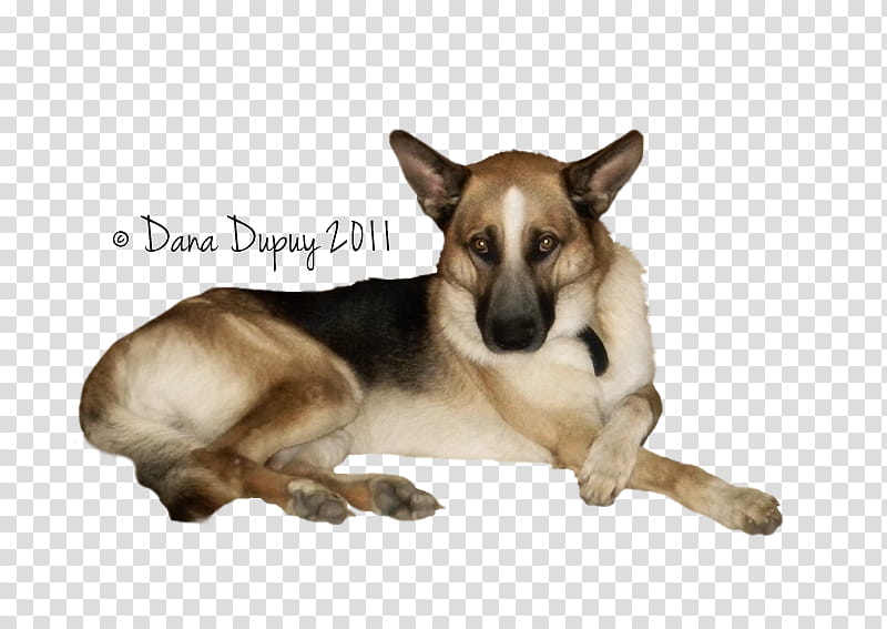 Rambo Precut GSD  transparent background PNG clipart