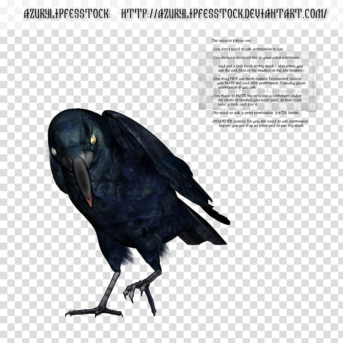 D object raven, crow bird with text overlay transparent background PNG clipart