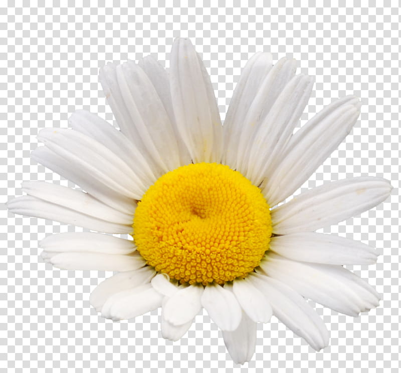 Floral Flower, Common Daisy, Oxeye Daisy, Chamomile, Daisy Family, Chrysanthemum, Roman Chamomile, Cut Flowers transparent background PNG clipart