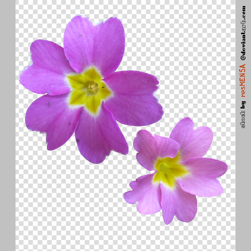 Primula mix , pink and purple petaled flower transparent background PNG clipart