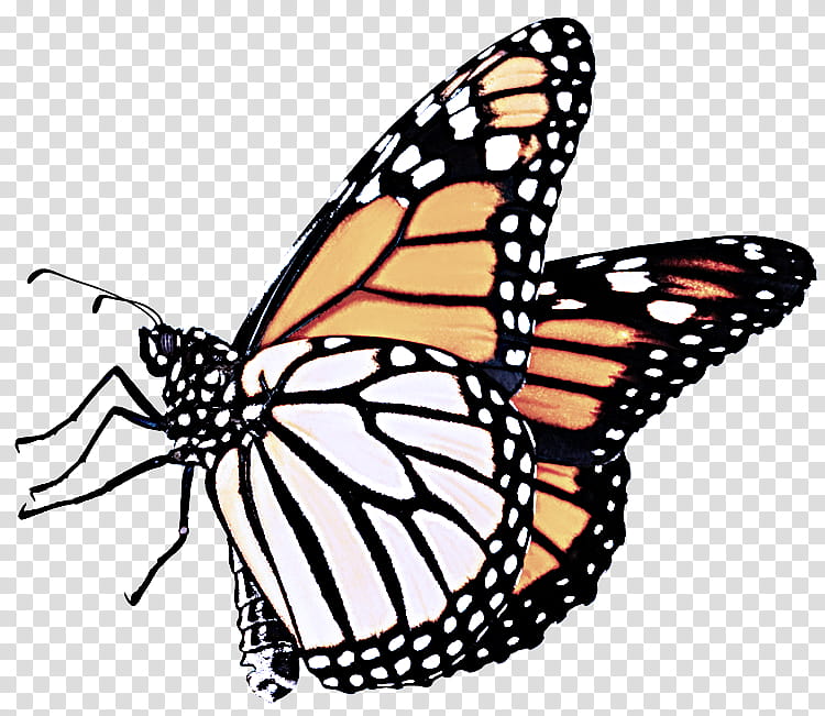 Monarch butterfly, Moths And Butterflies, Cynthia Subgenus, Insect, Viceroy Butterfly, Brushfooted Butterfly, Pollinator transparent background PNG clipart