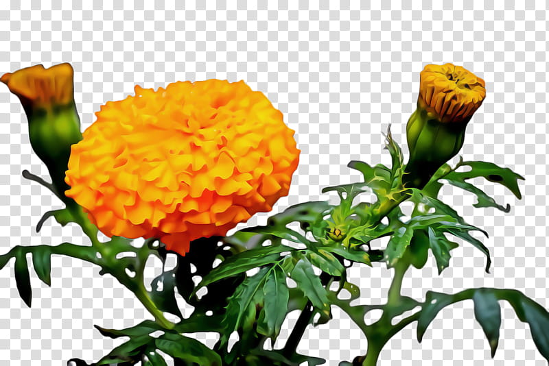 Flowers, Marigold, Blossom, Bloom, Flora, Chrysanthemum, Cut Flowers, Yellow transparent background PNG clipart