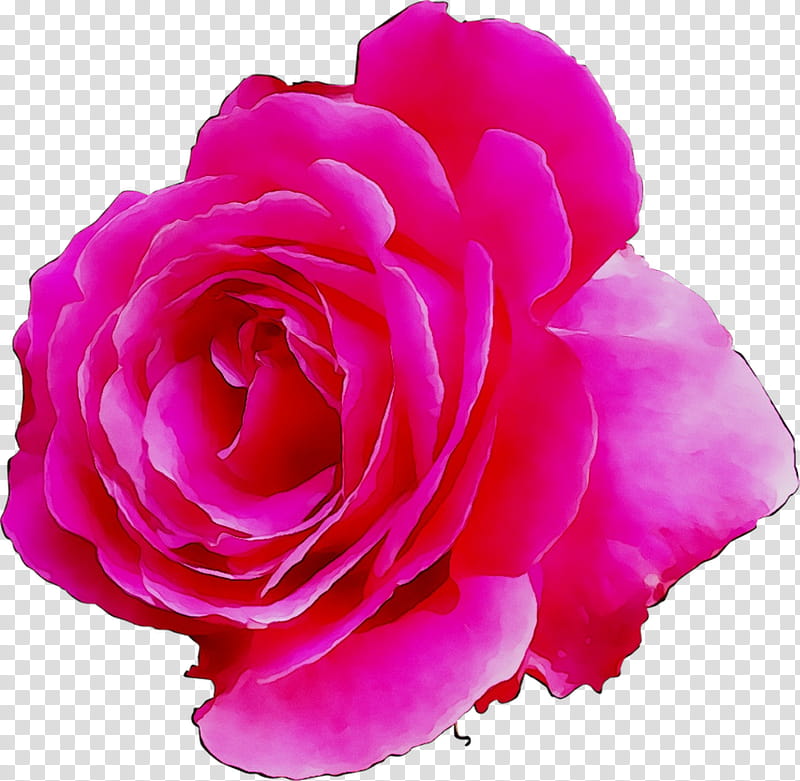 Pink Flower, Garden Roses, Cabbage Rose, Floribunda, Cut Flowers, Pink M, Family M Invest Doo, Pnk transparent background PNG clipart