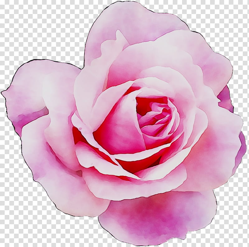 Pink Flowers, Garden Roses, Cabbage Rose, Floribunda, Peekyou, Cut Flowers, Camellia, Family transparent background PNG clipart