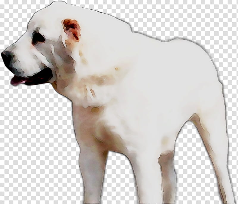 American Bully Dog, American Bulldog, Dogo Argentino, Cordoba Fighting Dog, Gull Dong, Guatemalan Dogo, Gull Terr, Snout transparent background PNG clipart