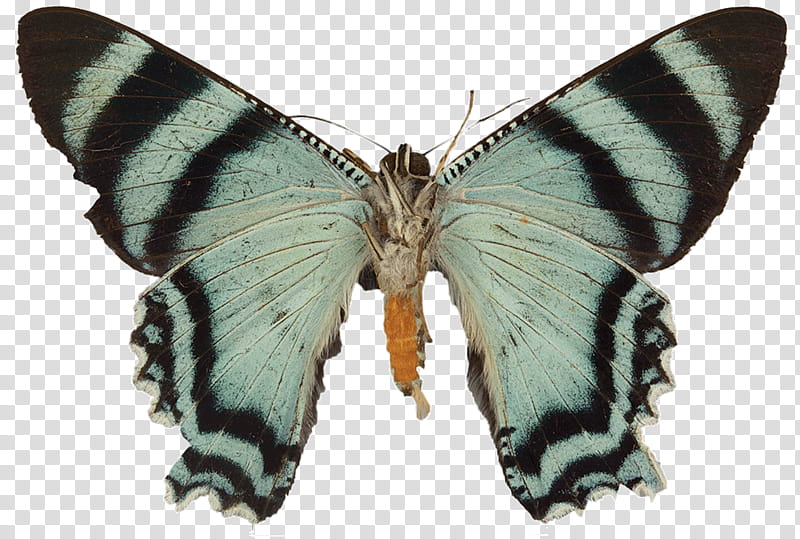 Light, Moth, Gossamerwinged Butterflies, Butterfly, Silkworm, Brushfooted Butterflies, Oxford University Museum Of Natural History, Arctiinae transparent background PNG clipart