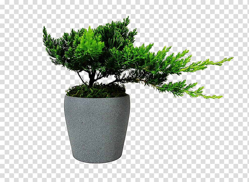 flowerpot plant tree houseplant flower, Thuya, Leaf, Woody Plant, Grass, American Larch, Cypress Family, Vascular Plant transparent background PNG clipart