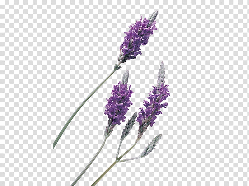 Lavender Flower, English Lavender, Lavender Oil, Essential Oil, Lotion, Aromatherapy, Sachet, Herb transparent background PNG clipart