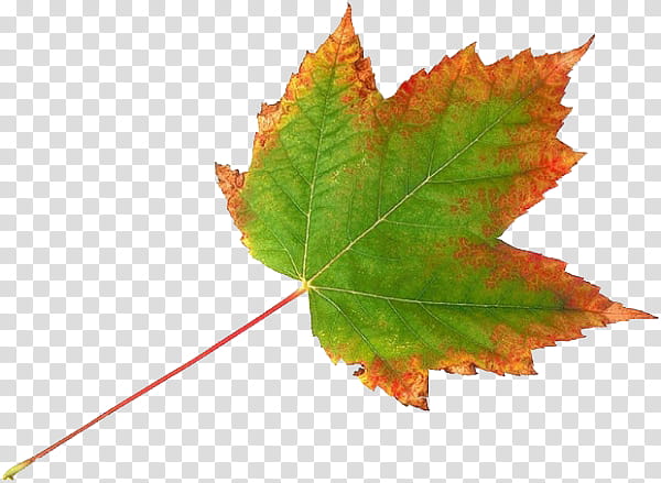 Autumn Leaves, Maple Leaf, Green, Color, Plants, Computer Network, Tree, Black Maple transparent background PNG clipart