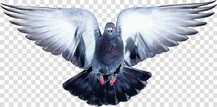 Spring, gray and white pigeon art transparent background PNG clipart