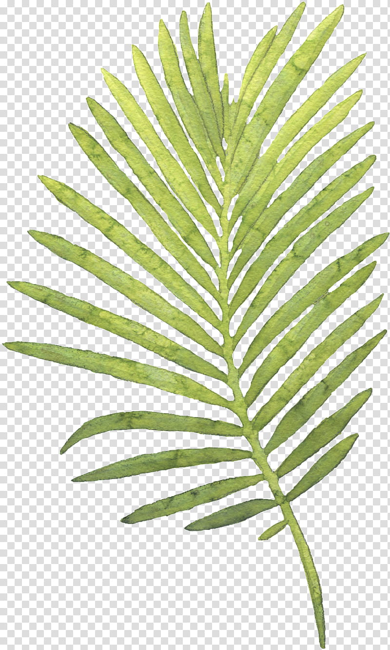 Coconut Tree, Palm Trees, Watercolor Painting, Leaf, Plants, Poster, Modern Art, Terrestrial Plant transparent background PNG clipart