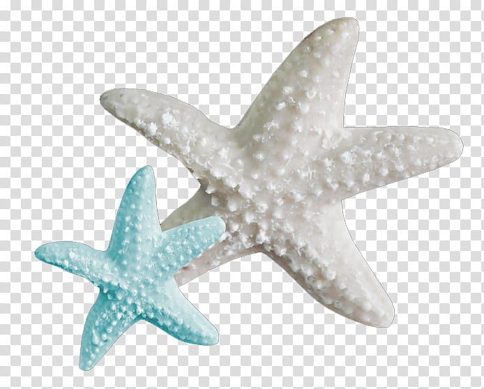 , two white and green starfishes illustration transparent background PNG clipart