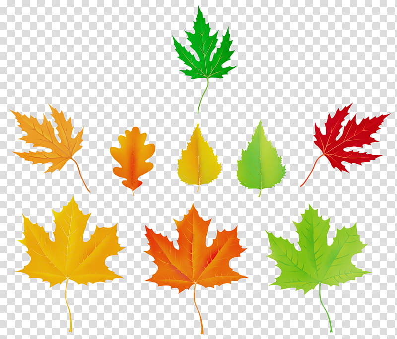 Red Maple Tree, Watercolor, Paint, Wet Ink, Maple Leaf, Autumn, Orange, Season transparent background PNG clipart
